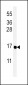 PYY Antibody (C-term)